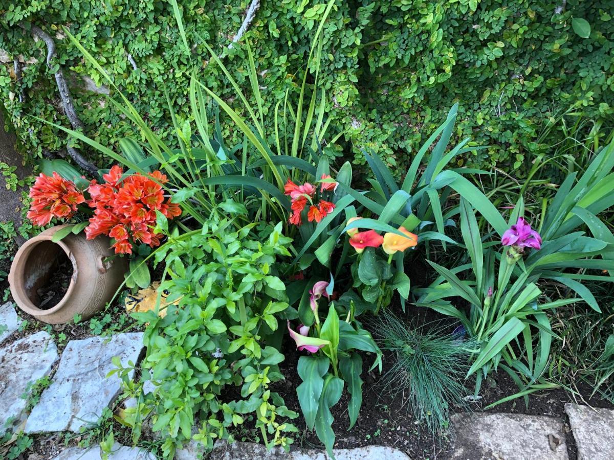 Flower House - Lapad Gasthuis Dubrovnik